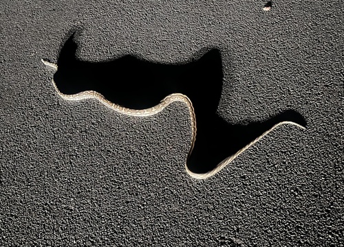 Coastal Carpet Python sighting