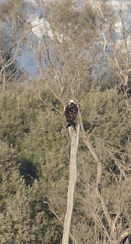 Avistamiento Águila pescadora (Marismas Tinto-Odiel)