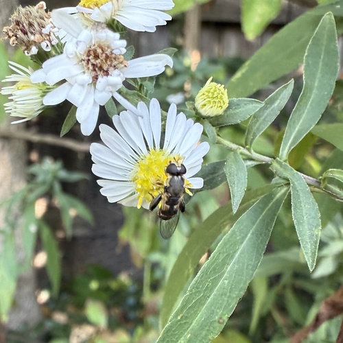 Unknown species found near Sunny Creek St SE, Kentwood, MI, US