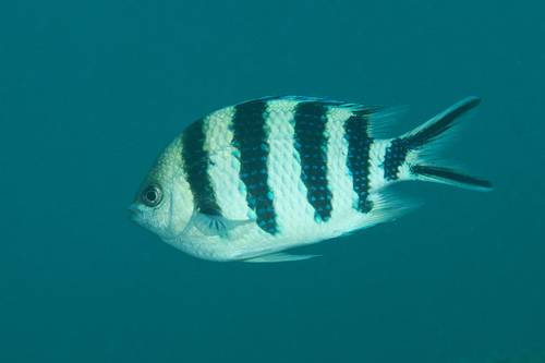 Scissortail Sergeant