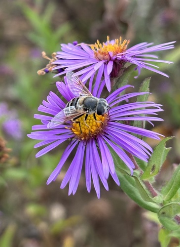 Unknown species found near Chicago Botanic Garden, Glencoe, IL, US