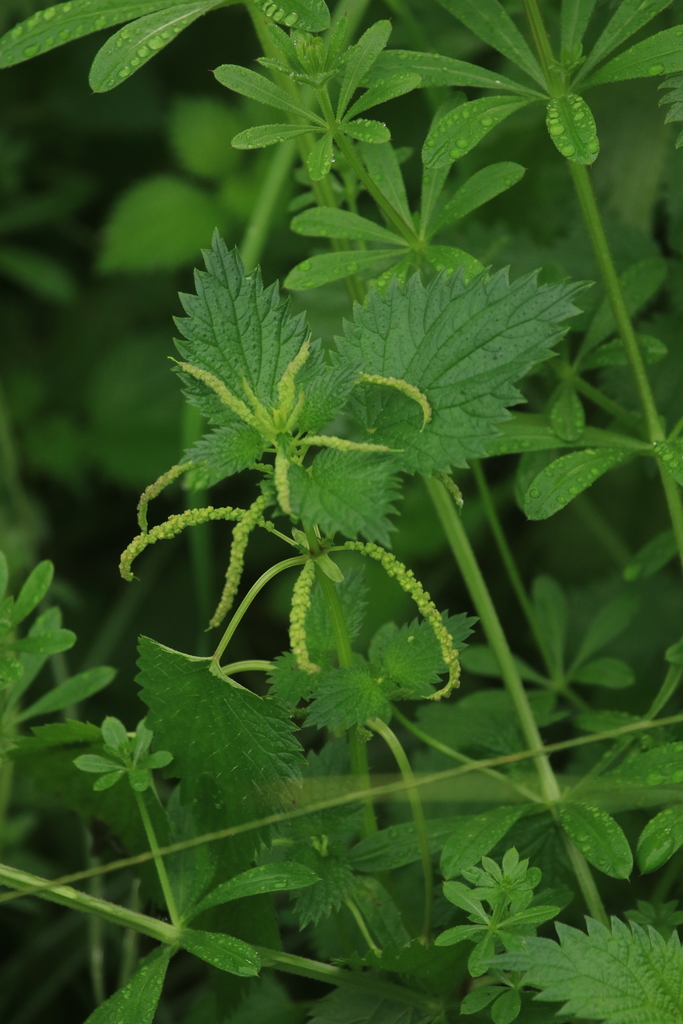 Ortiga membranosa