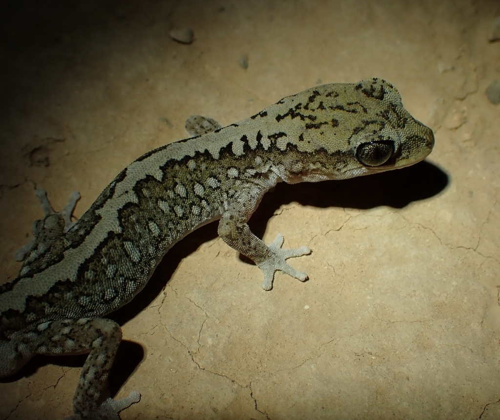 Box Stone Gecko South Coast Stone Gecko from Caiguna WA 6443, Australia on October 14 ...