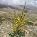 Verbascum damascenum - Photo (c) Ori Fragman-Sapir, all rights reserved, uploaded by Ori Fragman-Sapir