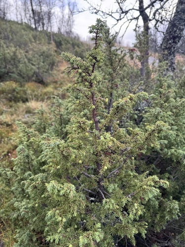 common juniper