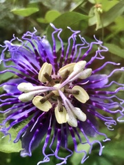 Image of Passiflora pedata