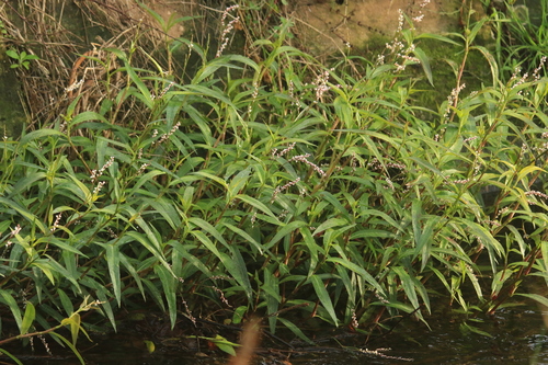 slender knotweed