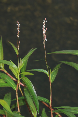 slender knotweed