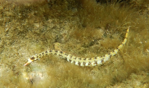 Corythoichthys conspicillatus