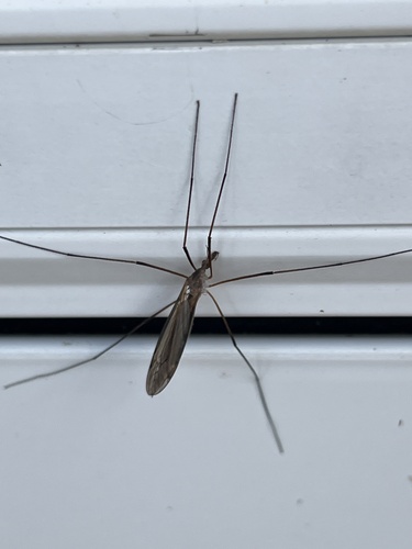 Unknown species found near Franklin County, US-OH, US