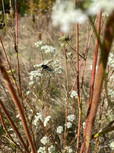 Unknown species found near Androscoggin County, US-ME, US