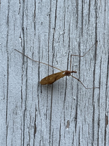 Unknown species found near Worcester County, US-MA, US