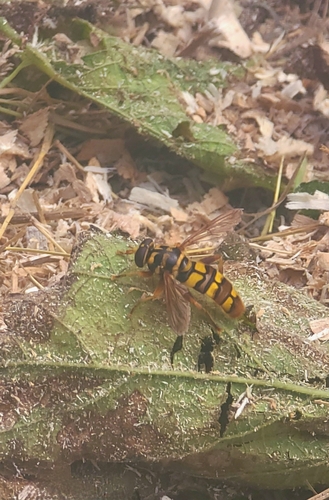 Unknown species found near Franklin No. 2 Township, MO, USA