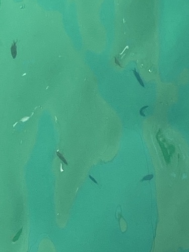 Chromis chromis