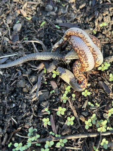 Troschel's Pampas Snake