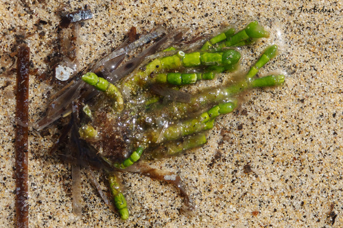 Cymopolia barbata