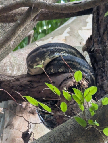Coastal Carpet Python sighting
