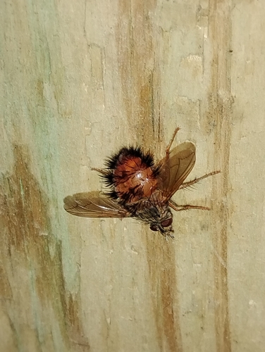 Unknown species found near Nashua, NH 03064, USA