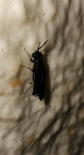 Unknown species found near Point Pleasant, WV, USA