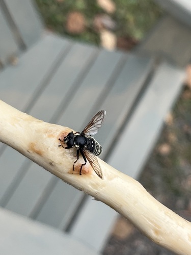 Unknown species found near Thunder Bay District, ON, Canada