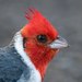 Red-crested Cardinal - Photo (c) Mason Maron, all rights reserved, uploaded by Mason Maron