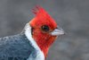 Red-crested Cardinal - Photo (c) Mason Maron, all rights reserved, uploaded by Mason Maron