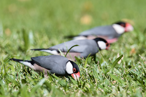 Java Sparrow