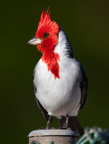 Red-crested Cardinal
