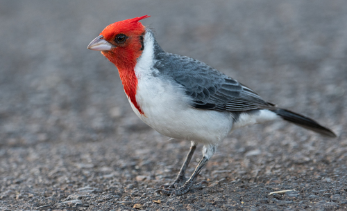 Red-crested Cardinal