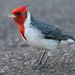 Red-crested Cardinal - Photo (c) Mason Maron, all rights reserved