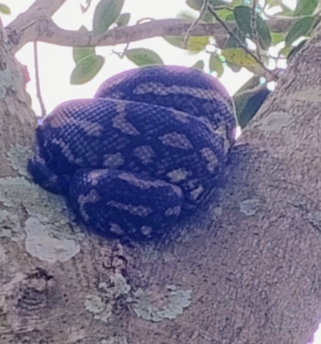 Coastal Carpet Python sighting
