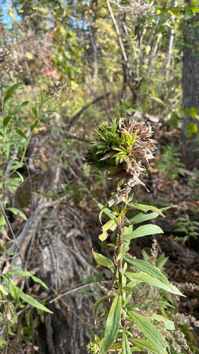 Unknown species found near Cannon City Blvd, Northfield, MN, US