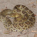 Basilisk Rattlesnake - Photo (c) Sierra Eco, all rights reserved, uploaded by Sierra Eco