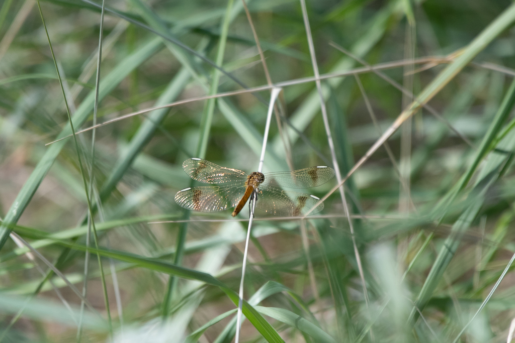 Banded Darter from Manxan, Khovd, Mongolia on September 8, 2019 at 12: ...