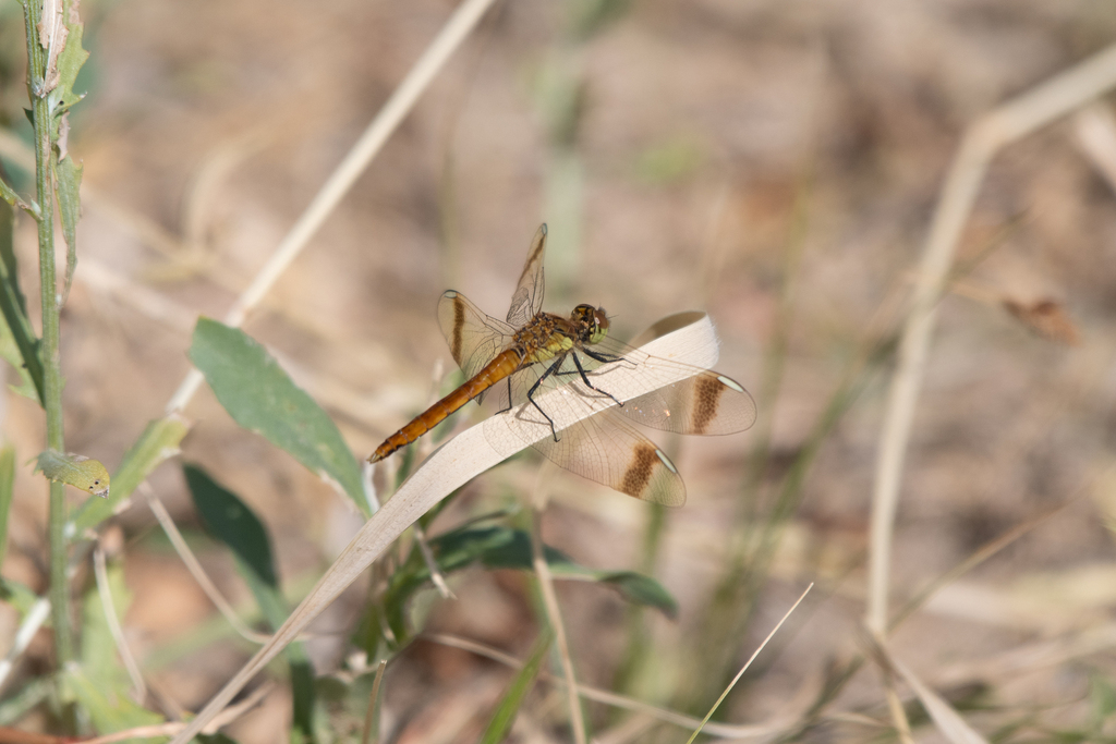 Banded Darter from Manxan, Khovd, Mongolia on September 8, 2019 at 01: ...