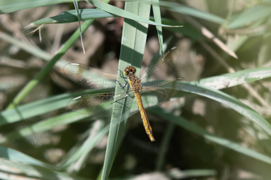 Banded Darter from Manxan, Khovd, Mongolia on September 8, 2019 at 01: ...
