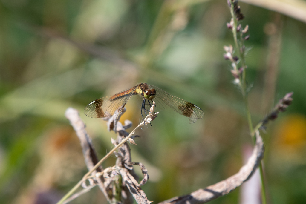 Banded Darter from Manxan, Khovd, Mongolia on September 8, 2019 at 02: ...