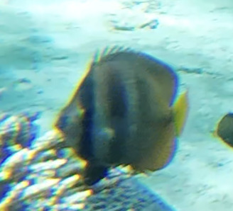 Blacklip Butterflyfish — seen at this dive site