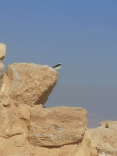 Mourning Wheatear