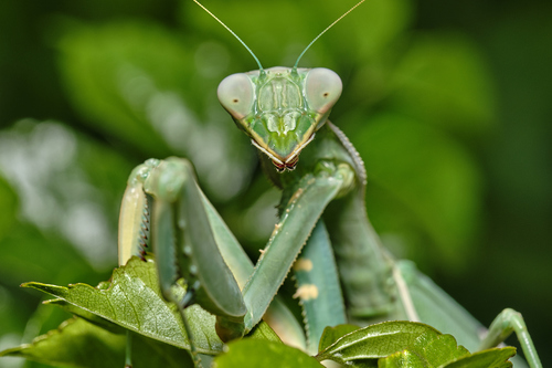 Giant African Mantis