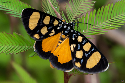 Heraclia geryon · iNaturalist Mexico