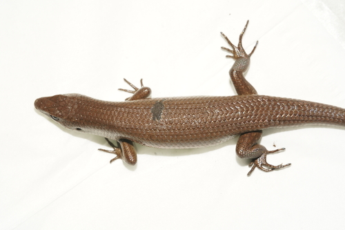 Common Sun Skink