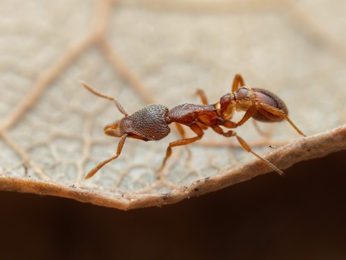 Strumigenys nathistorisocStrumigenys nathistorisoc