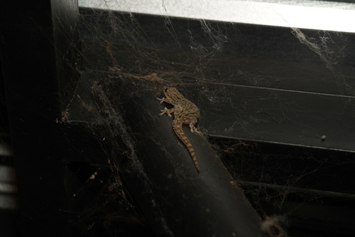 Asian House Gecko