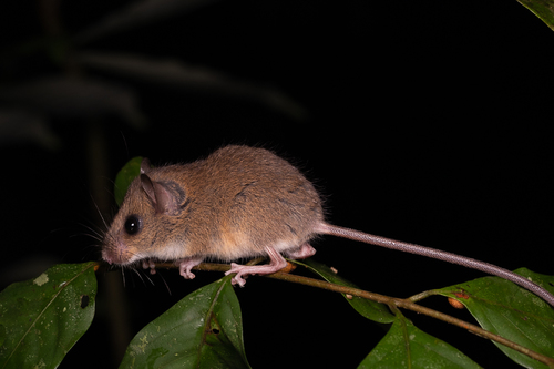 Lesser Ranee Mouse (Haeromys pusillus) — Vulnerable Mammalia