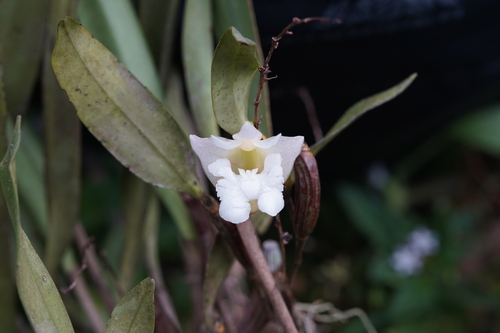 Dendrobium conspicuum