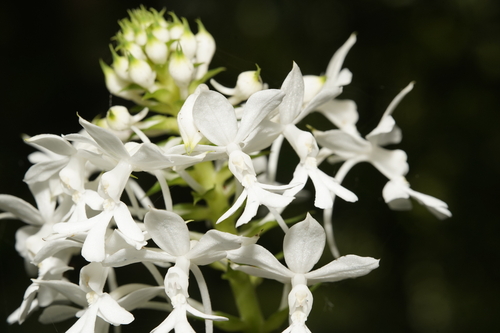 Christmas Orchid