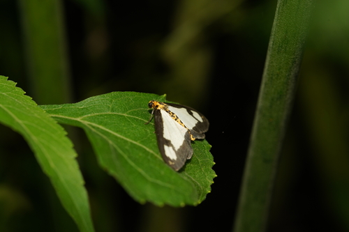 Asota plana