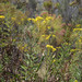 Senecio variifolius - Photo (c) Chris Whitehouse, all rights reserved, uploaded by Chris Whitehouse