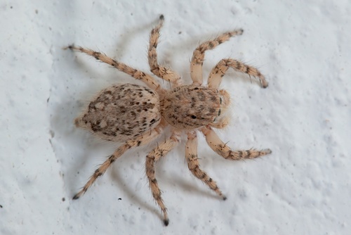 Plexippoides flavescens